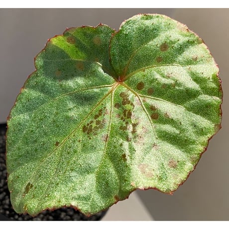 Begonia sp. from Na Hang ベトナム北部産 [TK]