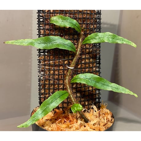 Microgramma lycopodioides from Guatemara 伊藤蟻植物農園
