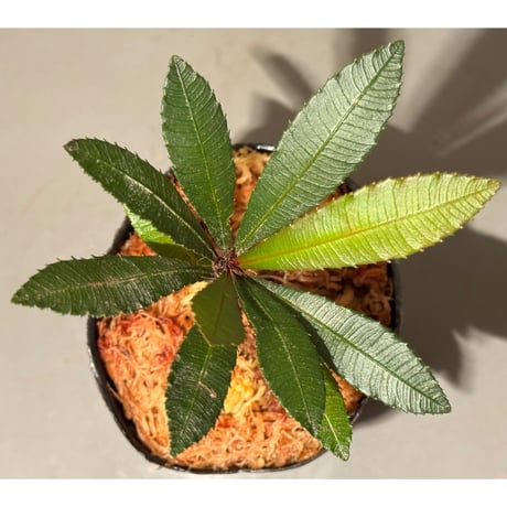 Sauvagesia serrata from West Kalimantan ①