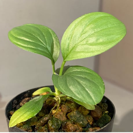 Homalomena sp. "Kayu Lapis" White Kal-barat [TB]