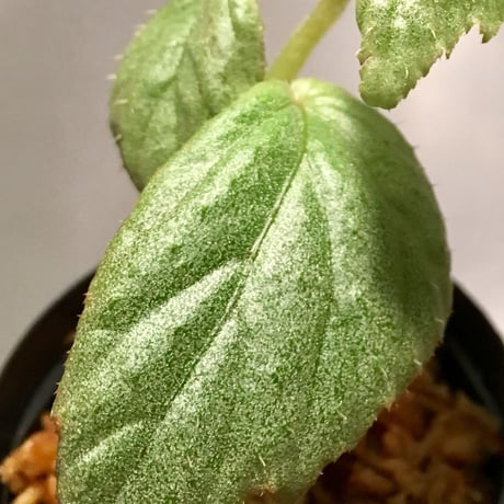 Begonia sp. from Tawau [TK071116]