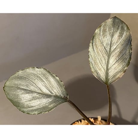 Homalomena sp. "Red" from Bogor