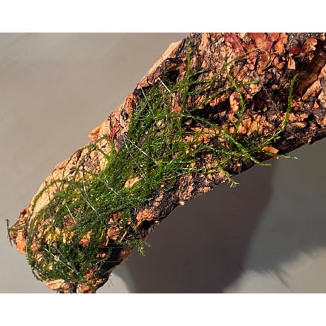 Moss from Borneo