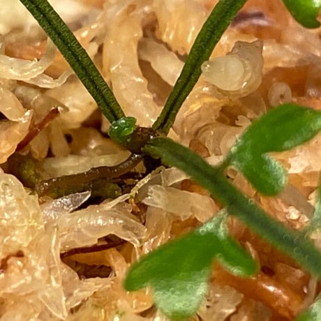 Asplenium quitense from Ecuador 東京ドームらん展購入増殖株 [KSB]