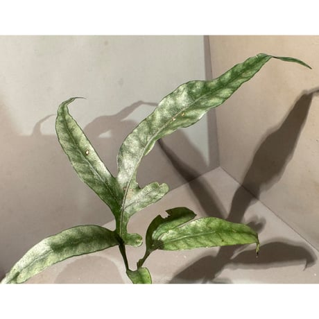 Colysis sp. from Son La Vietnam