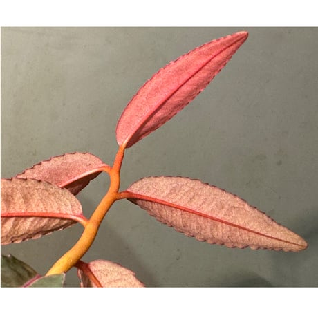 Labisia sp. from Kapuas hulu Kalimantan barat