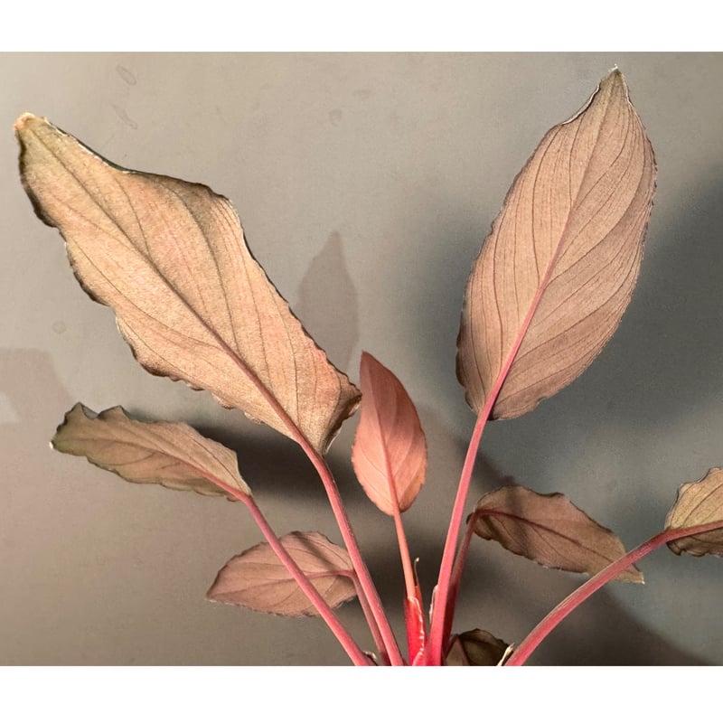Homalomena sp. 