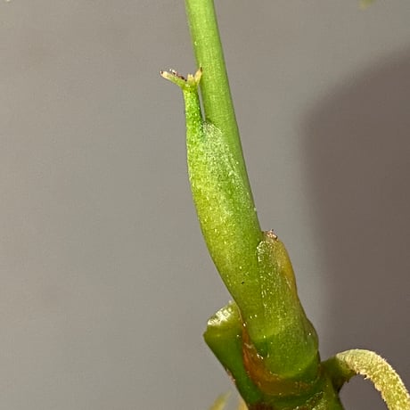 Anthurium polyschistum from Napo Ecuador [tanakay]