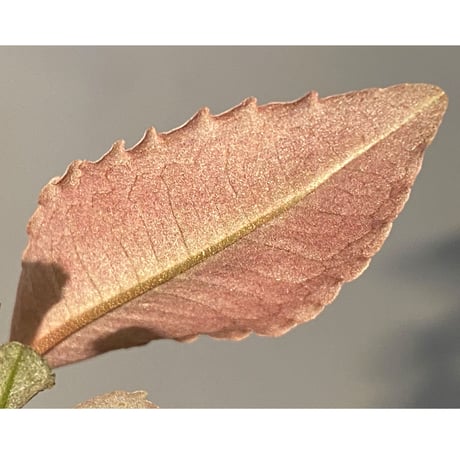 Labisia pumila from Cameron Highlands