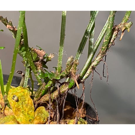 Bolbitis sp. from Siberut [LA]