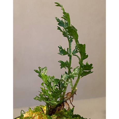 Bolbitis heteroclita cuspidata