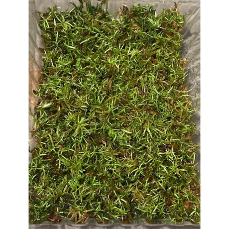 Moss from Ipoh State Malaysia