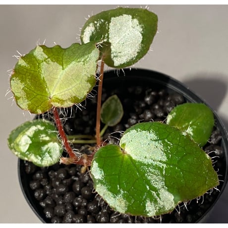 Begonia cf. ferox from Cao Bang [YH040519BK] TK