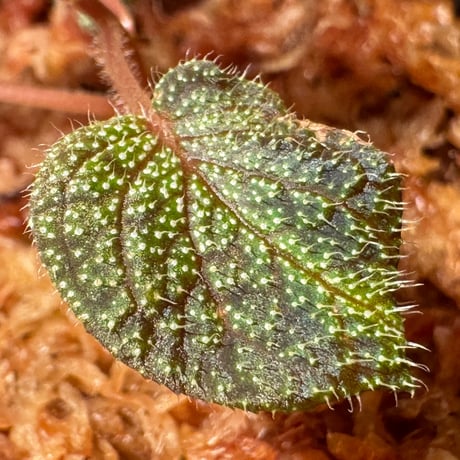Sonerila sp. from Phitsanulok
