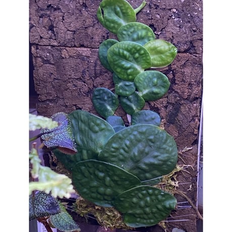 Rhaphidophora sp. from Negros