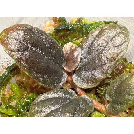 Pellionia sp. from Binh Dinh Vietnam