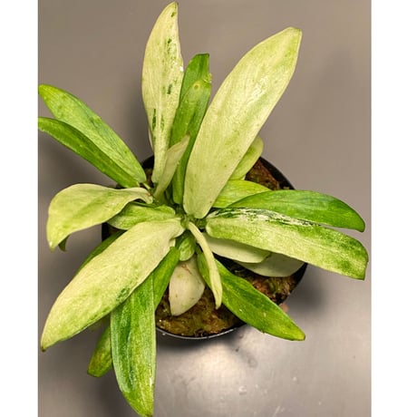 Schismatoglottis sp. "初霜錦" from Murung raya [LA0515-05]