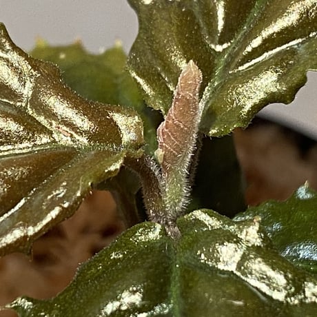 Ardisia sp. from Bengkulu [LA0315-1]