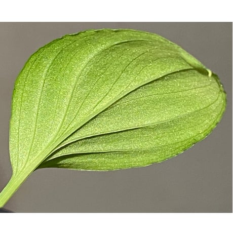 Homalomena sp. "Kayu Lapis" White Kal-barat [TB]