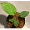 Homalomena sp. from Ranau [TK210217]