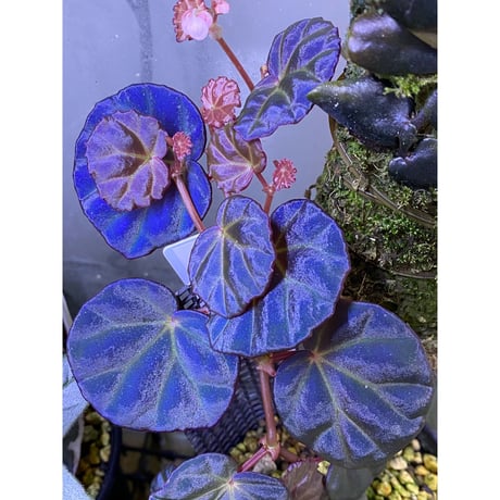 Begonia sp. from Sarawak