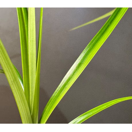 Cyperus sp. from Baratang Island Andaman