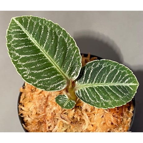 Ardisia sp. from Aceh Selatan [HW0816-03]