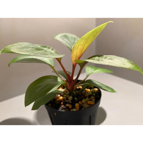 Homalomena sp. from Borneo