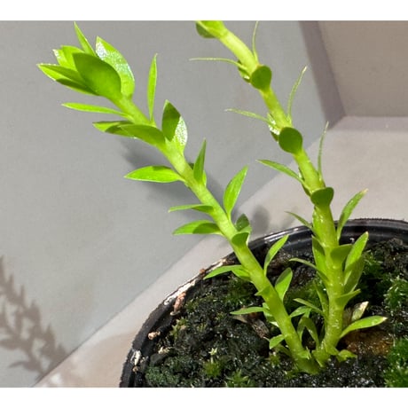 Phlegmariurus phlegmarioides Aimas, Sorong, West Papua 伊藤蟻植物農園