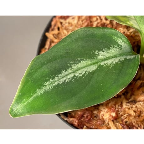 Aglaonema pictum "@ichinbo Special" from Sibolga timur [AZ0215-5] ver2 ①