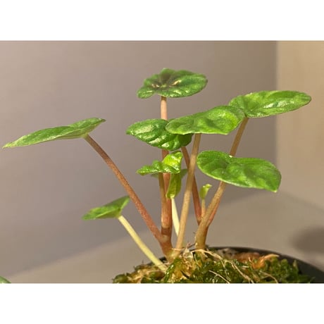 Peperomia meridiana from Ecuador [tanakay]