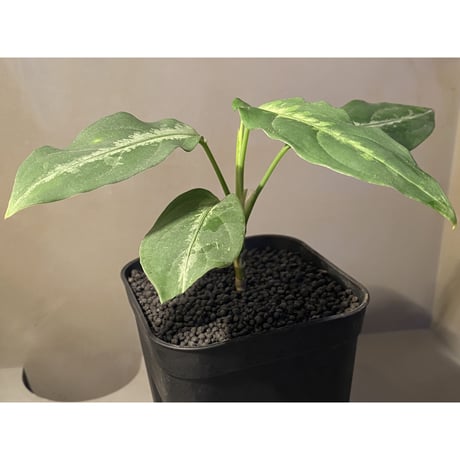 Aglaonema pictum A "Stiria+1" from Aceh sumatera [LA0315-04j]