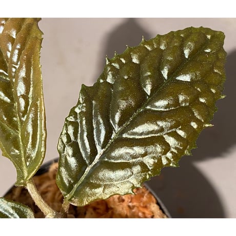 Ardisia sp. from Bengkulu [LA0315-1]