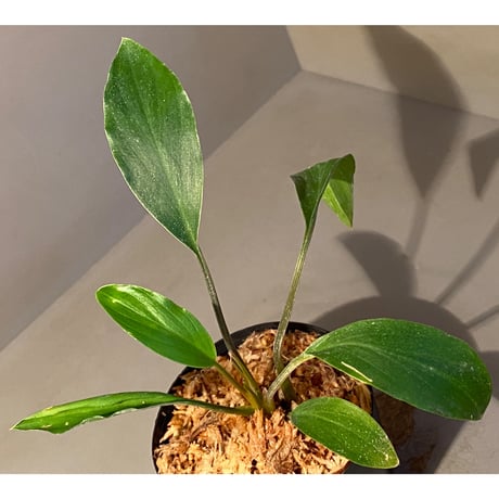 Homalomena sp. Sekadau Selatan
