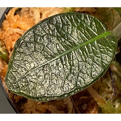 Ophiorrizha sp. from Sanggau Kalimantan