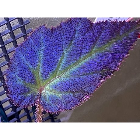 Begonia sp. from Sumatera Utara [HW0816-01]