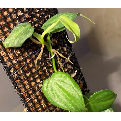 Philodendron sp. from Iquitos Peru [tanakay]