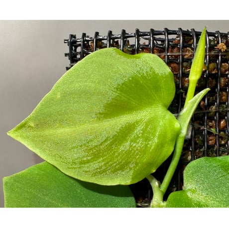 Philodendron sp. from Iquitos Peru [tanakay]