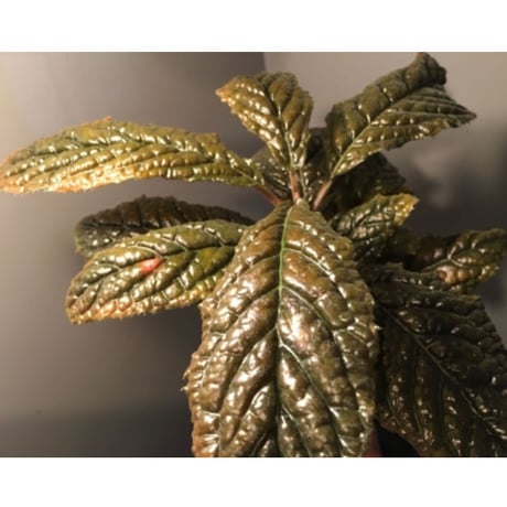 Ardisia sp. from Bengkulu [LA0315-1]