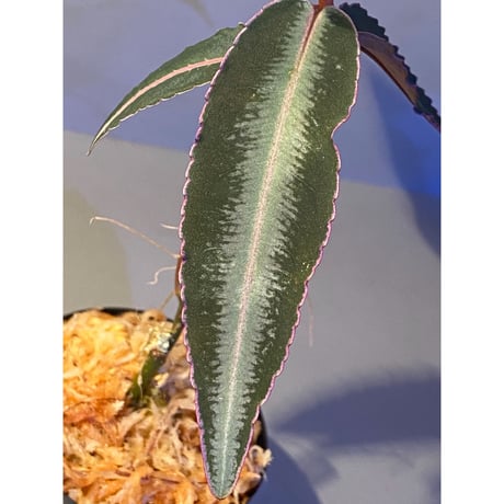 Labisia pumila from Solok sumatera [LA0616-03]