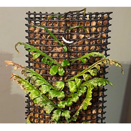 Teratophyllum aculeatum from Nanga pinoh [TB]