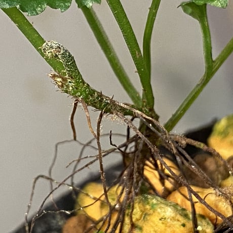 Bolbitis sp. from Siberut [LA]