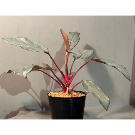 Homalomena sp. "Pink Velvet Long Leaf" from Kepulauan Riau