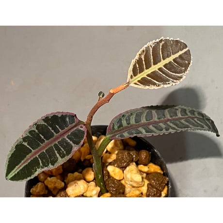 Labisia sp. "Sumatera Pink"