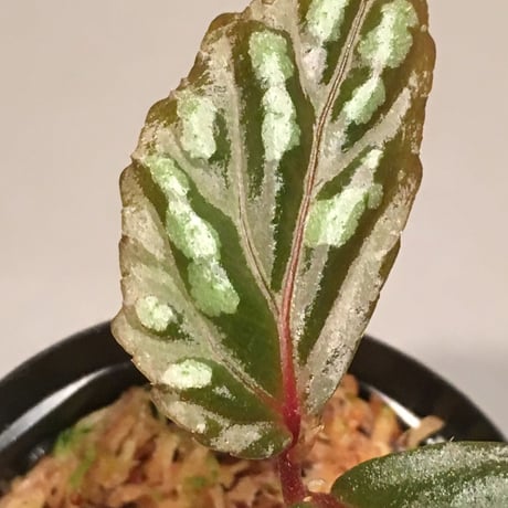 Begonia sp. from Sarawak "Gunmetal"