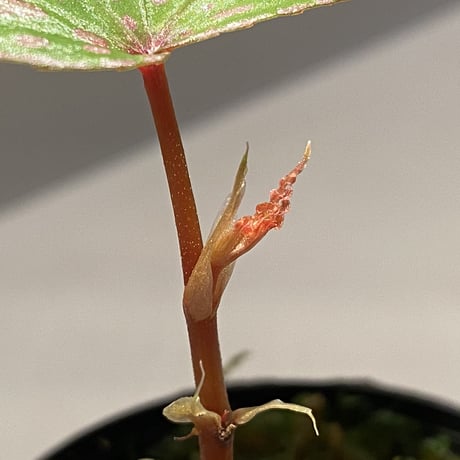 Begonia sp. from Tawau [TK071116-2]