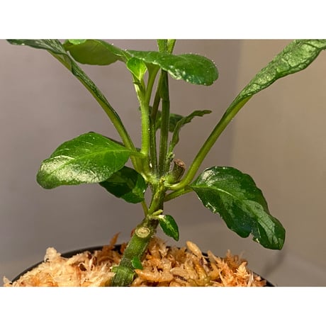 Gymnostachyum sp. from Langkawi Malaysia