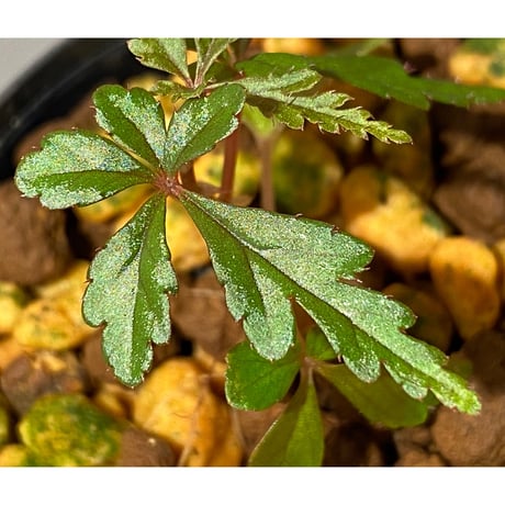 Begonia polilloensis