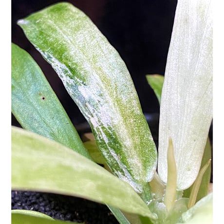 Schismatoglottis sp. "初霜錦" from Murung raya [LA0515-05]
