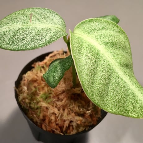Ardisia sp. from Matang [TK160716]